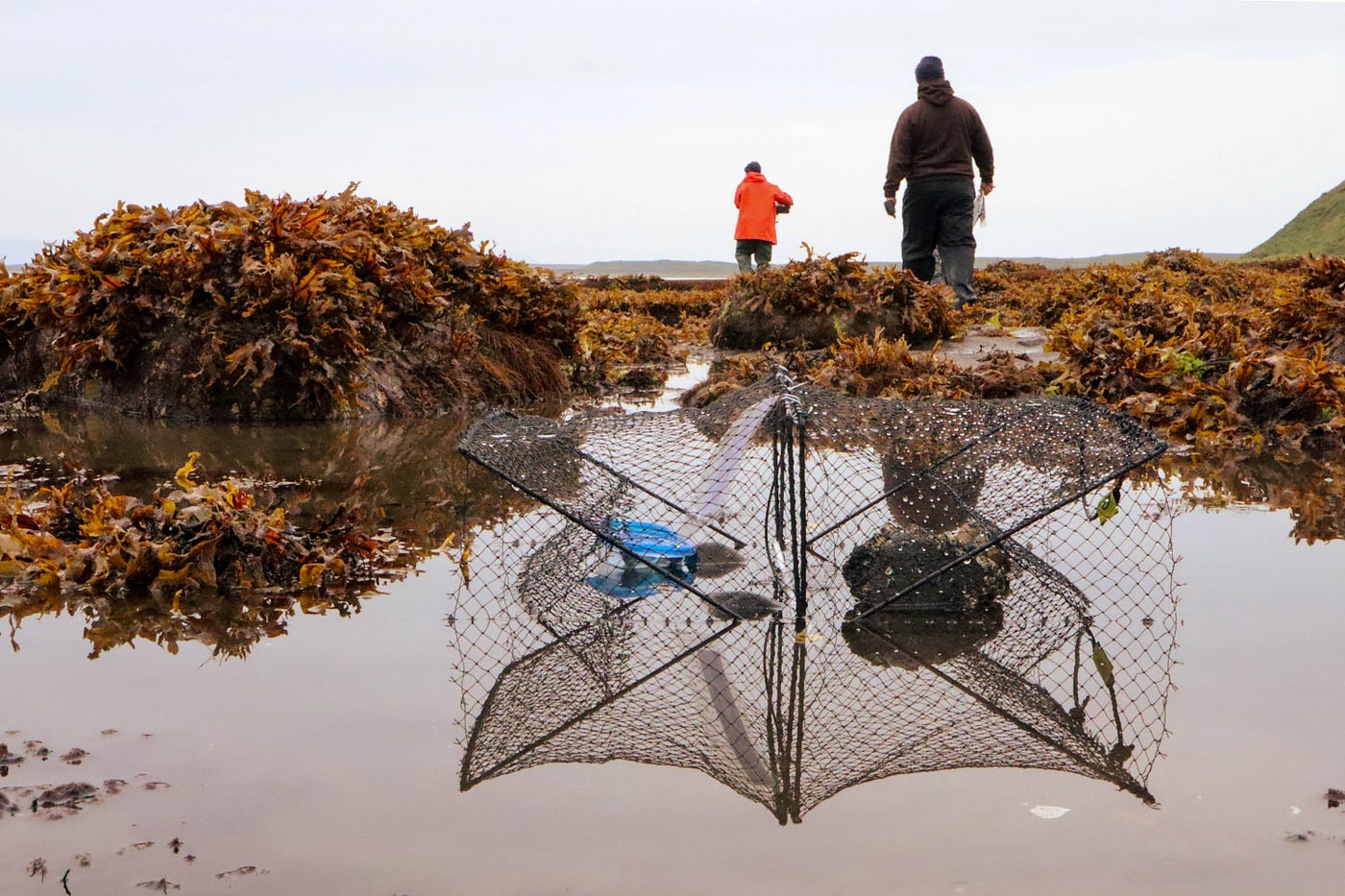 Empty crab pot during a low tide with two people walking away from the pot in the background