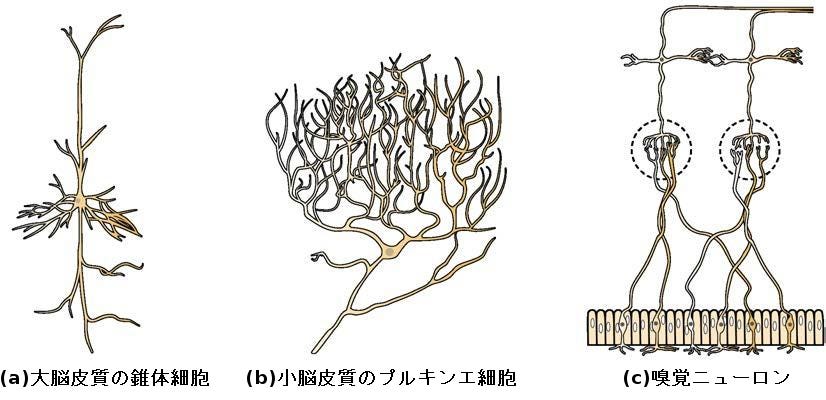 生物学 第2版 第35章 神経系 Japanese Translation Of Biology 2e By Better Late Than Never Medium