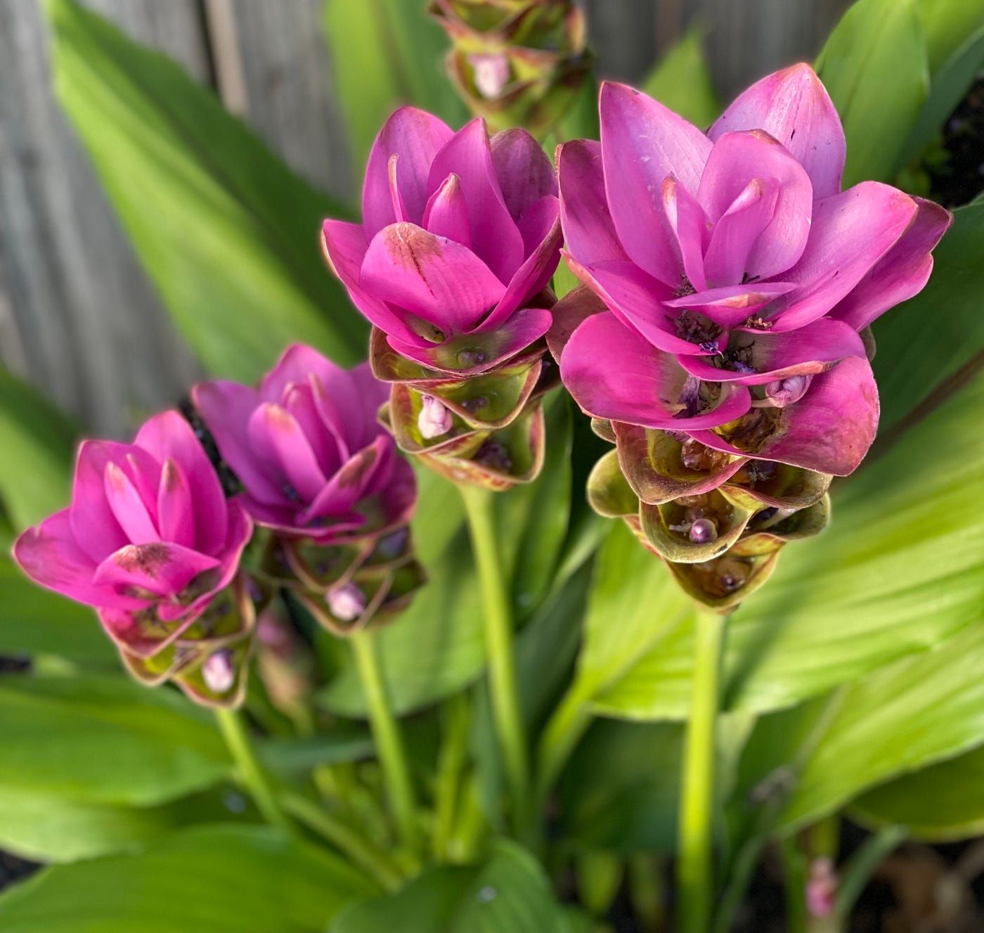 Deep pink Siam Tulips.
