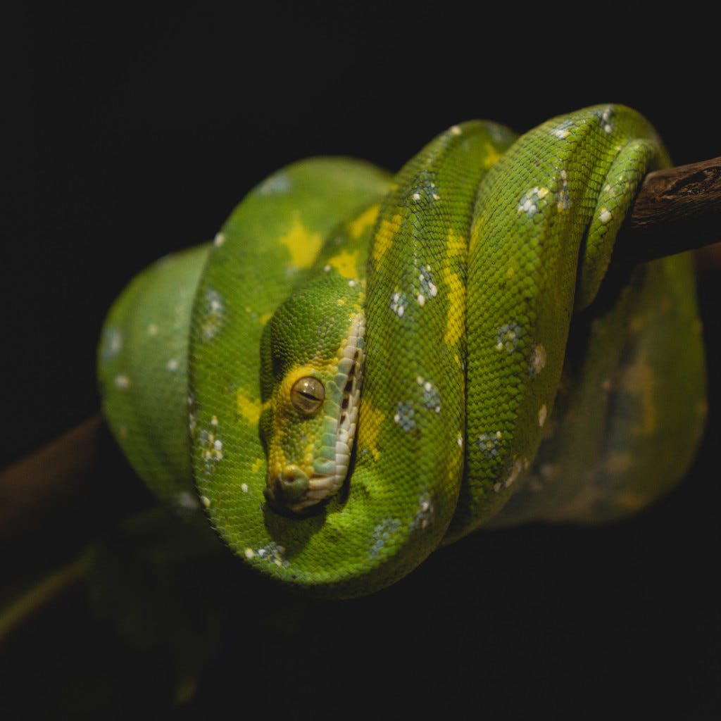 Coiled python snake