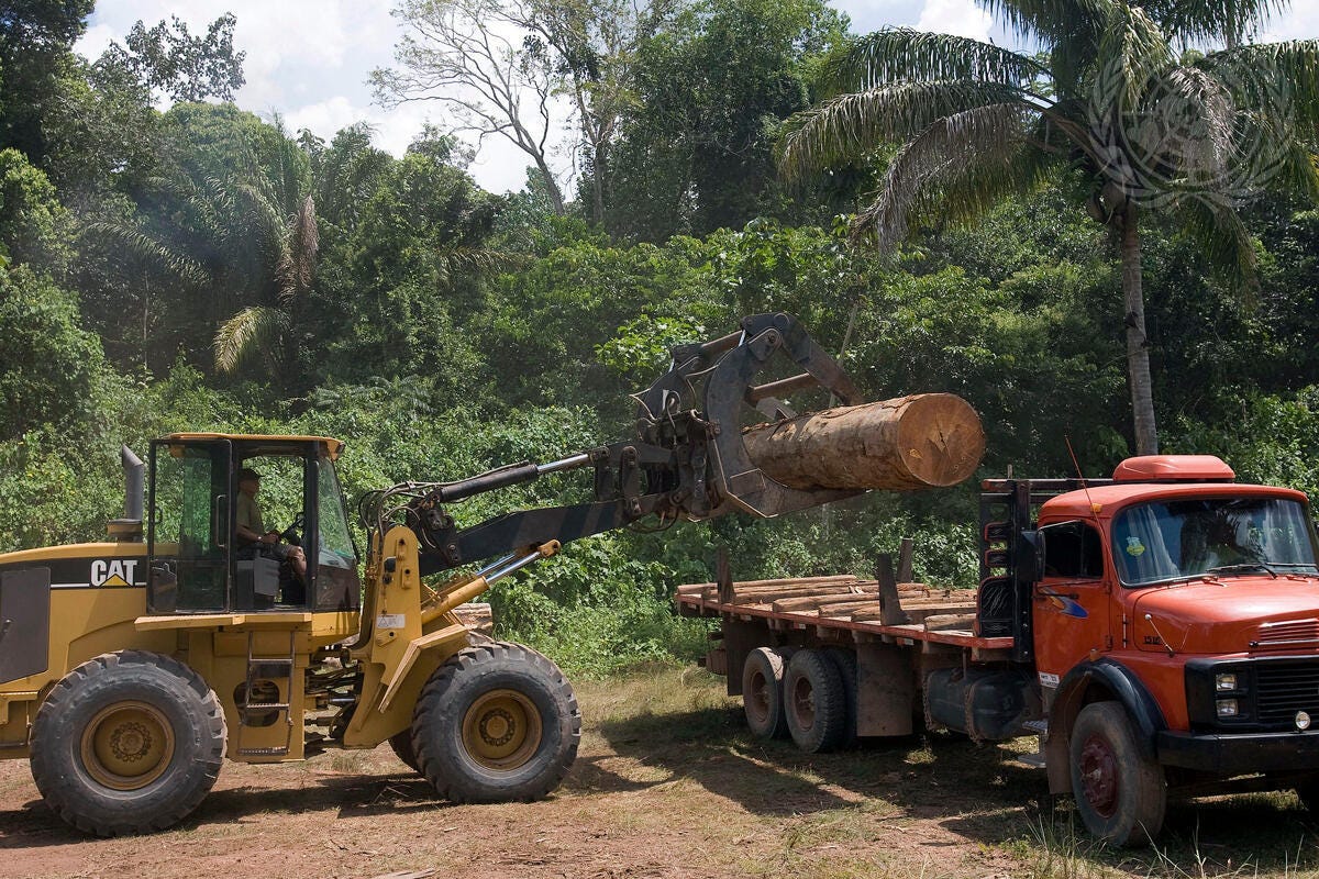 A tractor loads the timber on a truck in the National Tapajos forest — the only forest in Brazil with a management program for sustainable production of industrialized timber.