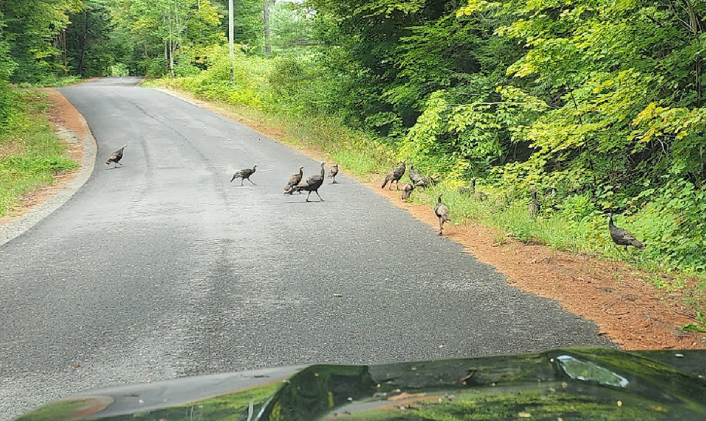 Turkeys cross the road