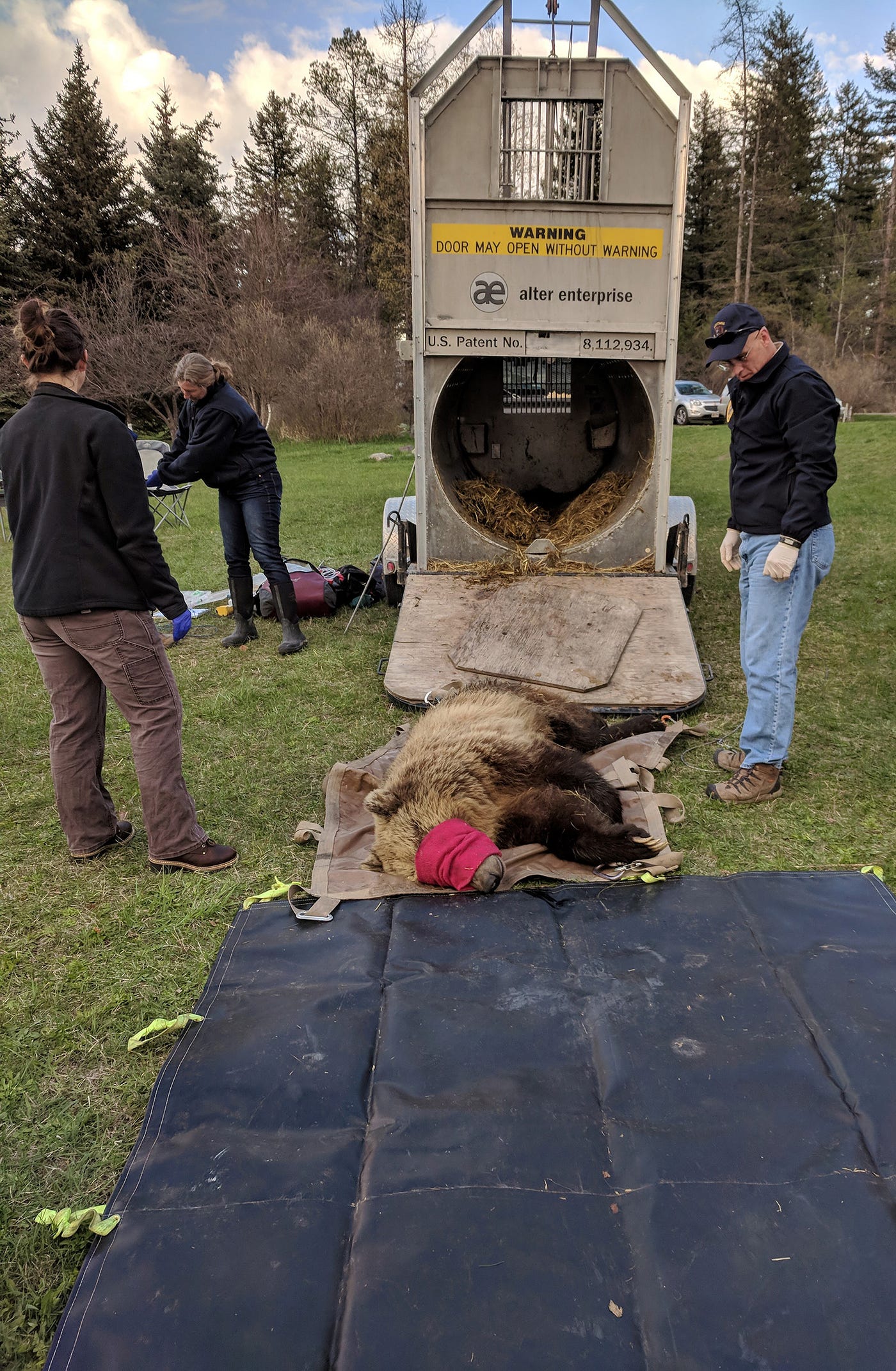 bear lies on brown mat. Eyes are covered with red cloth; cage in background.