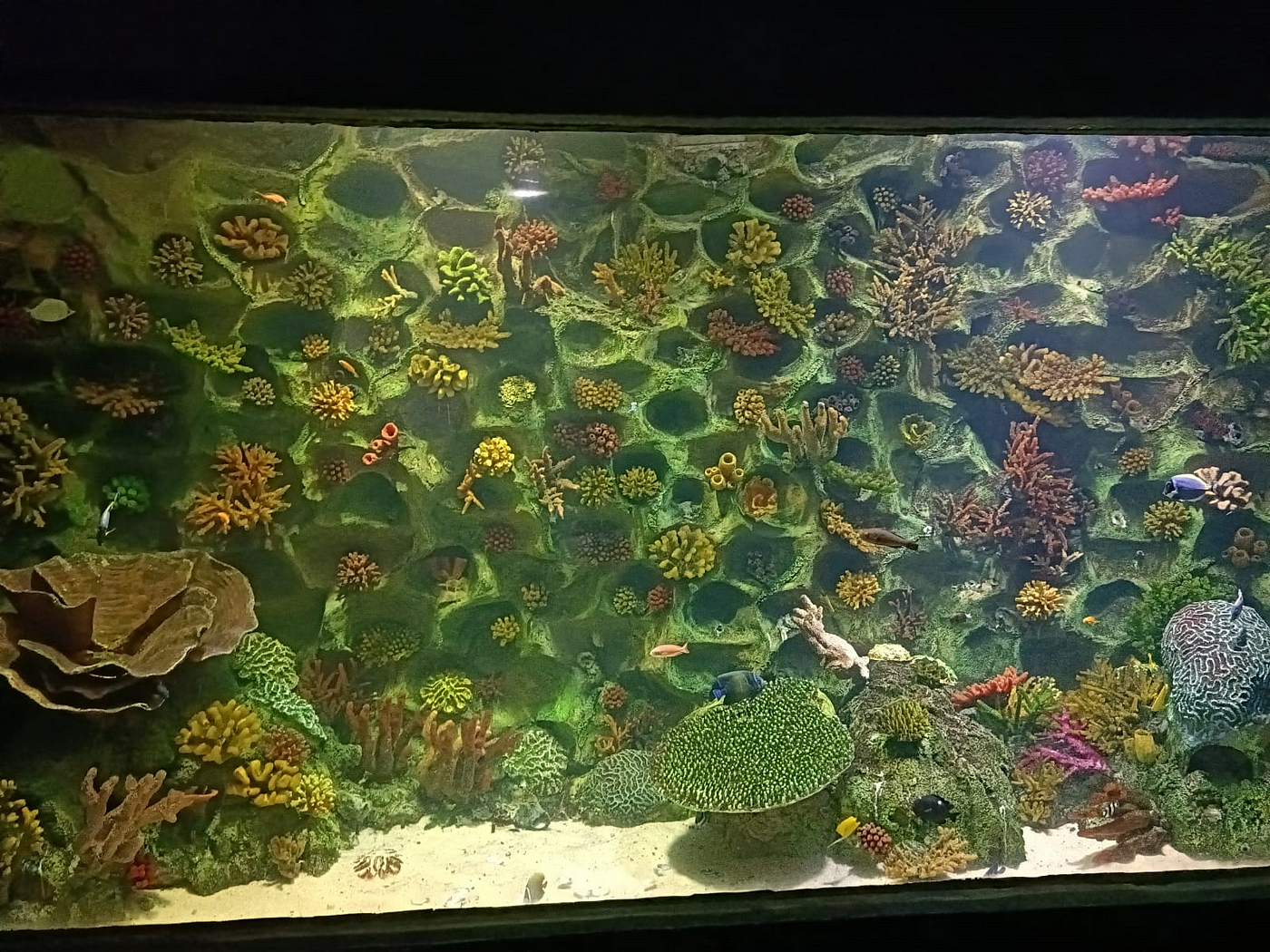 vgp marine kingdom tank setup
