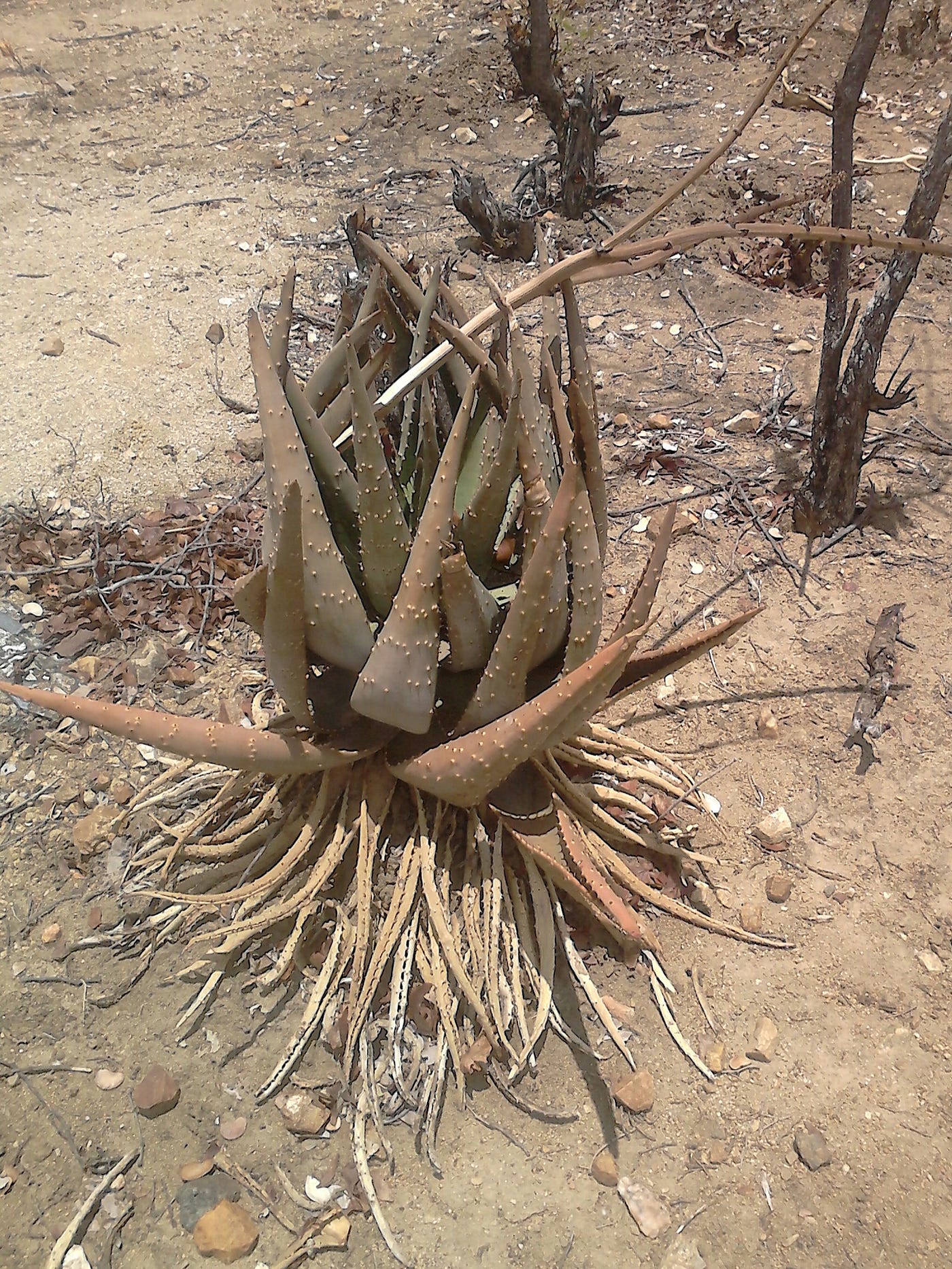 Simbarashe Mudhokwani โ Medium