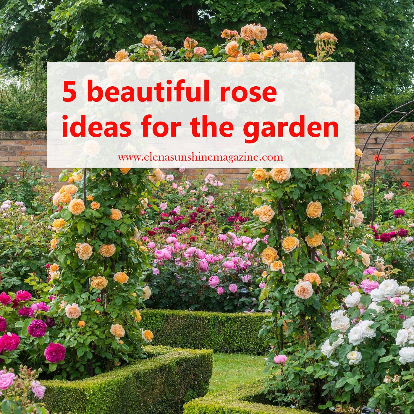 5 beautiful rose ideas for the garden | by Elena "Sunshine" Petrova - Elena  Sunshine Magazine | Elena Sunshine Magazine | Medium