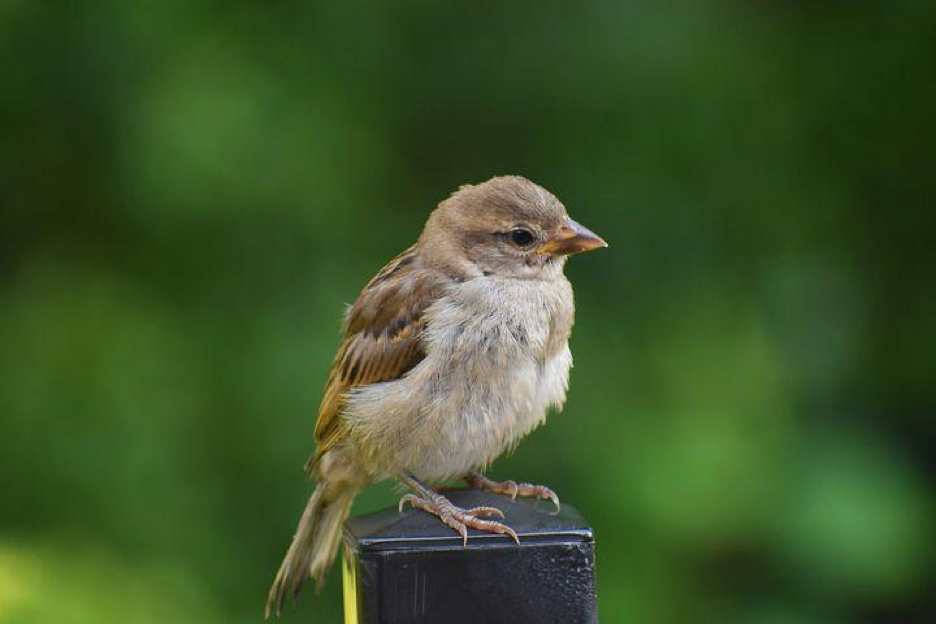 Birds Issue A Warning — — Will We Ever Get the Message? by Joyce