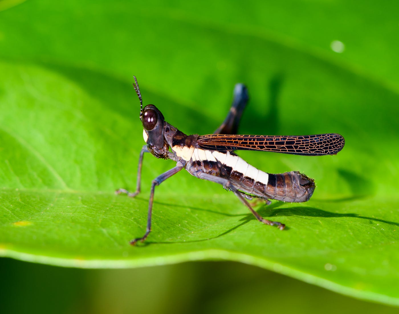 My Journey into Extreme Macro. The Big Hobby of the Tiny | by Ferdy  Christant | Ferdy Christant
