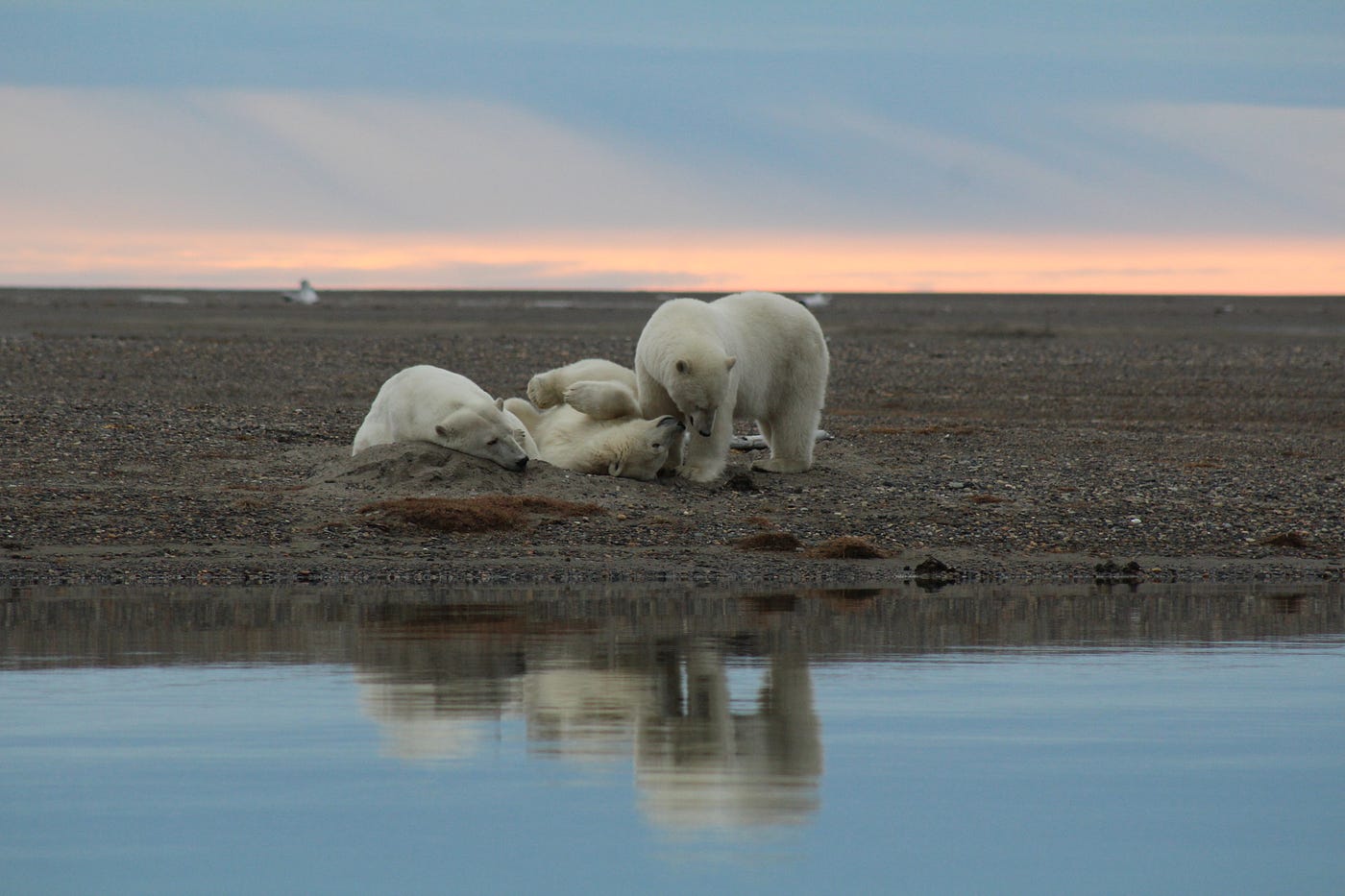 A group of three polar bears, one standing and the other two lying on the gravel of an island.