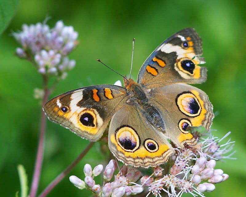 A buckeye butterfly eats necter from a flower.