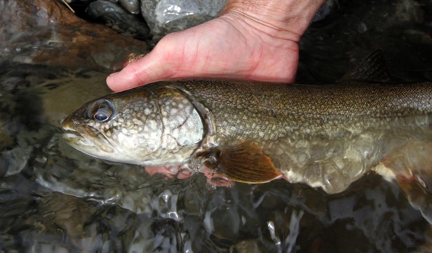Lake Trout up close held in the water