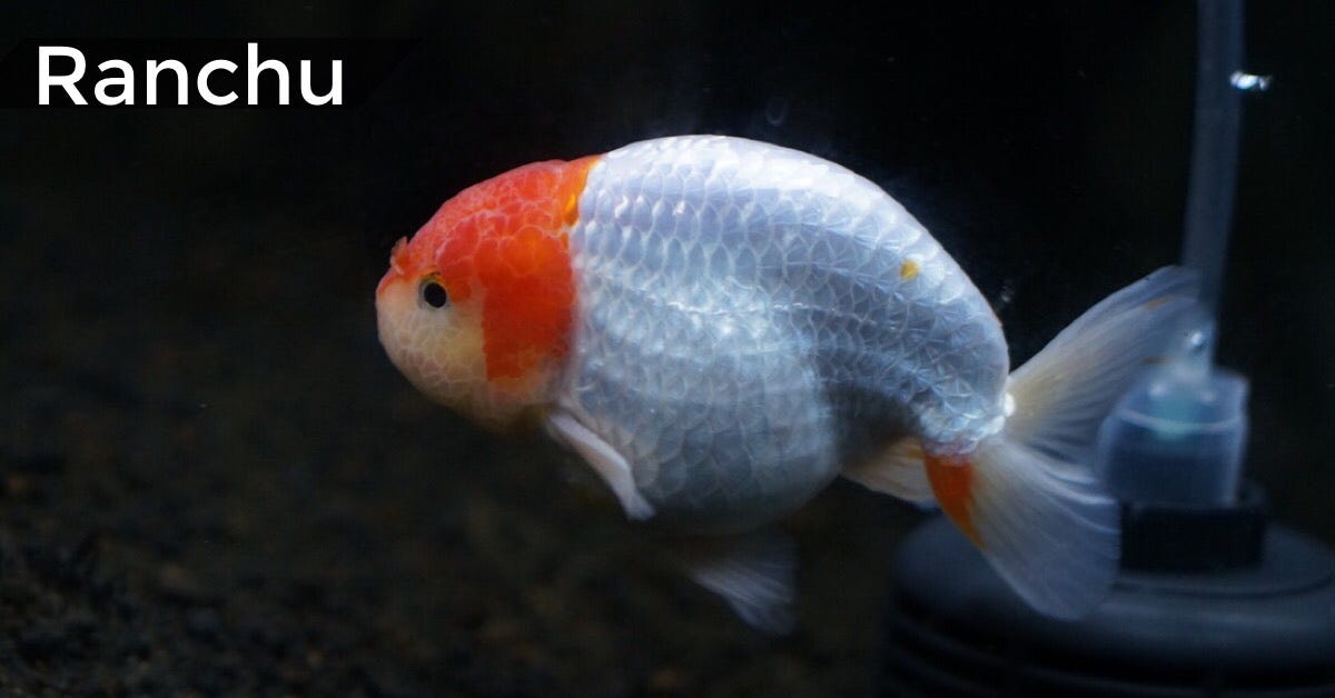 makanan ikan mas koki makanan ikan mas koki