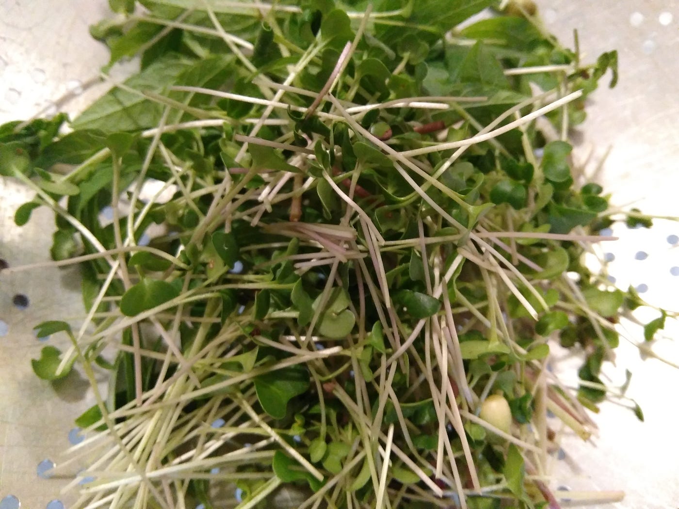 Pile of green salad sprouts.