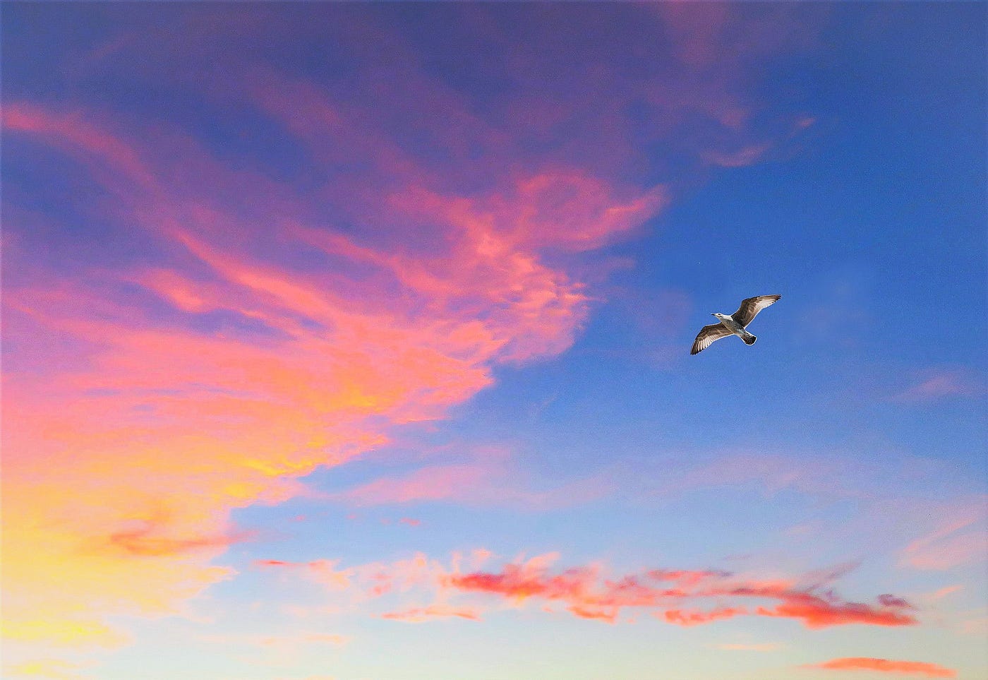 A black and white bird flying against a background of blue sky with pink and gold clouds.