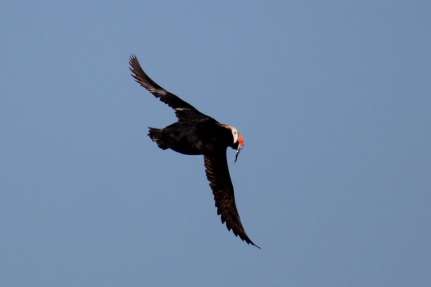 tufted puffin in flight with a fish in its beak