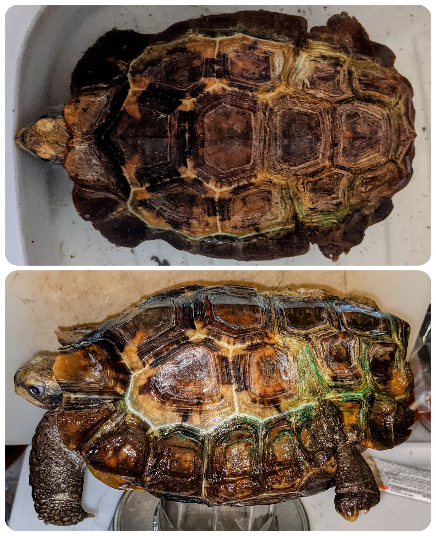 The Least You Need To Know For A Rescue Tortoise 