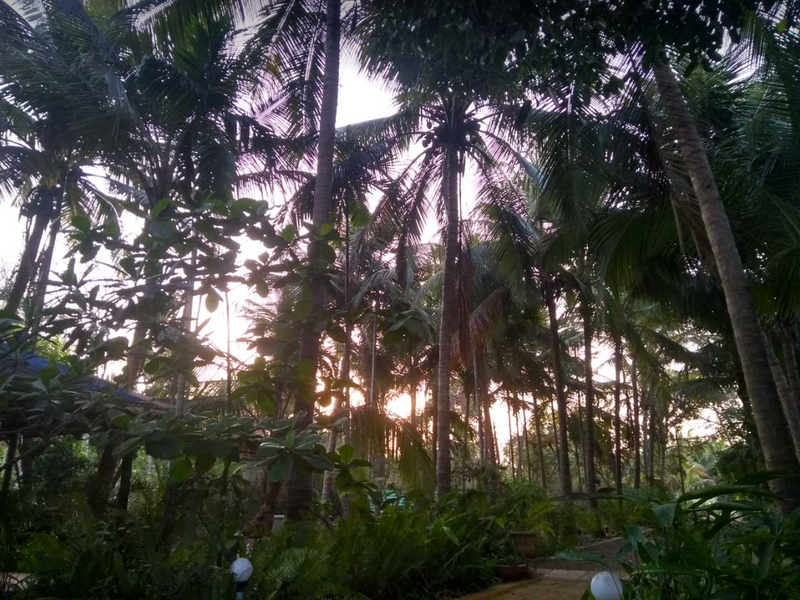 Trees at Resort near Mumbai