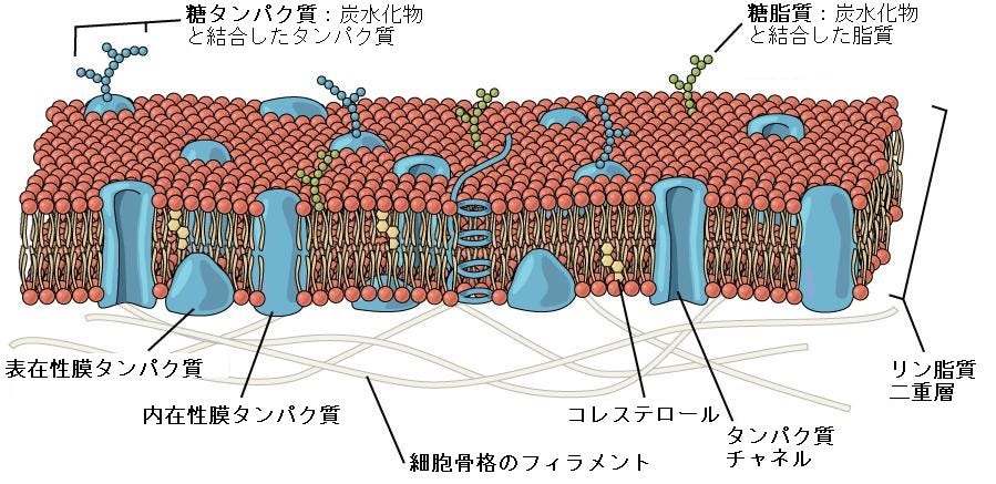 生物学 第2版 第5章 原形質膜の構造と機能 Japanese Translation Of Biology 2e By Better Late Than Never Medium