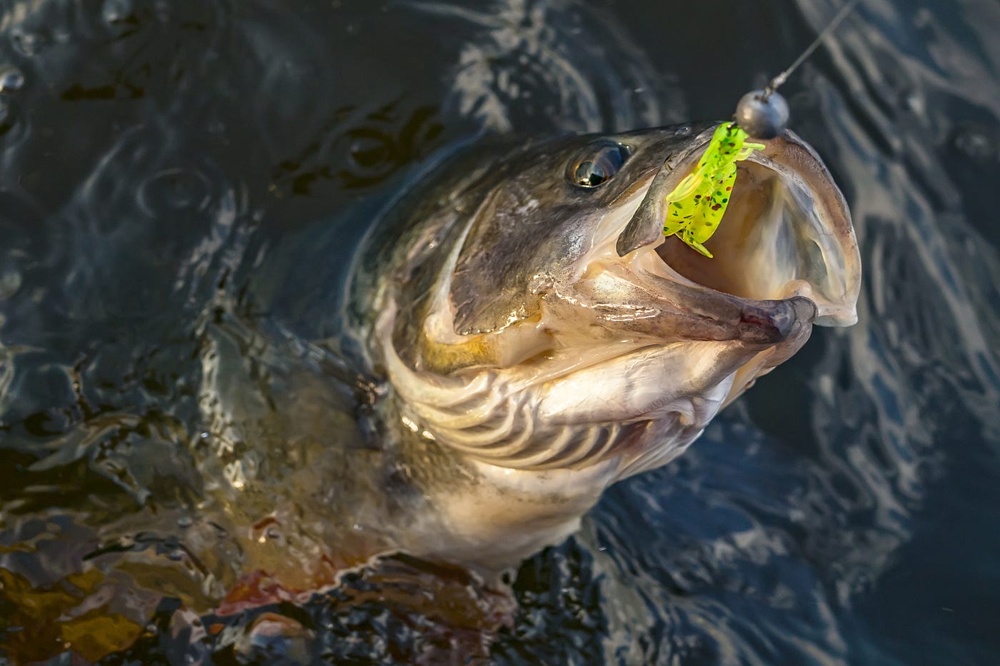 A bass emerges from the water at the end of a fishing line.