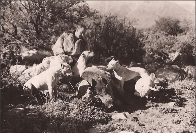 Gladiador blanco. Esta es la historia de un animal, el… | by Tomas  Fernandez | Medium