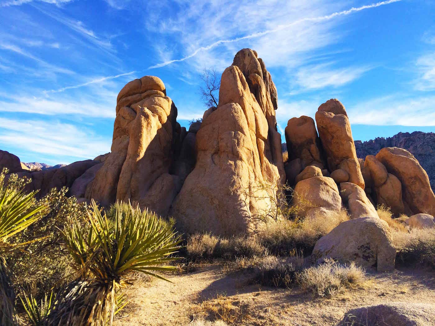 Joshua Tree Snake Tail Poetry With The Dead by Clayton Truscott Medium