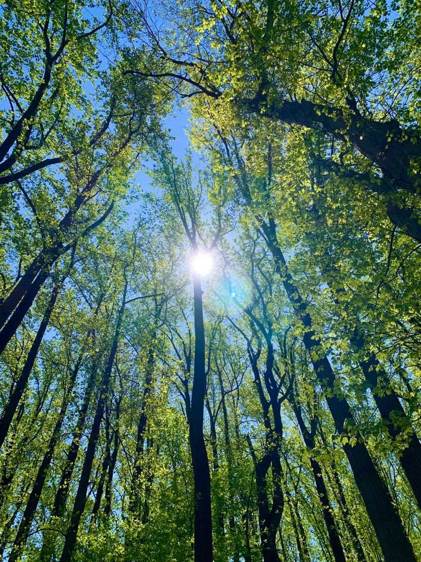 Whole Forest — Poetry — Headless Now — Moca McCarty Photo