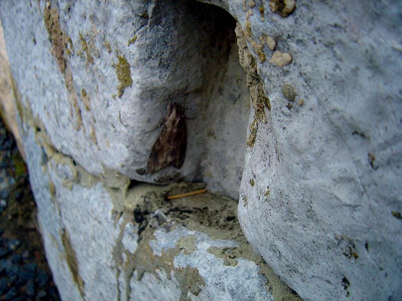 Moth in a cleft in a stone
