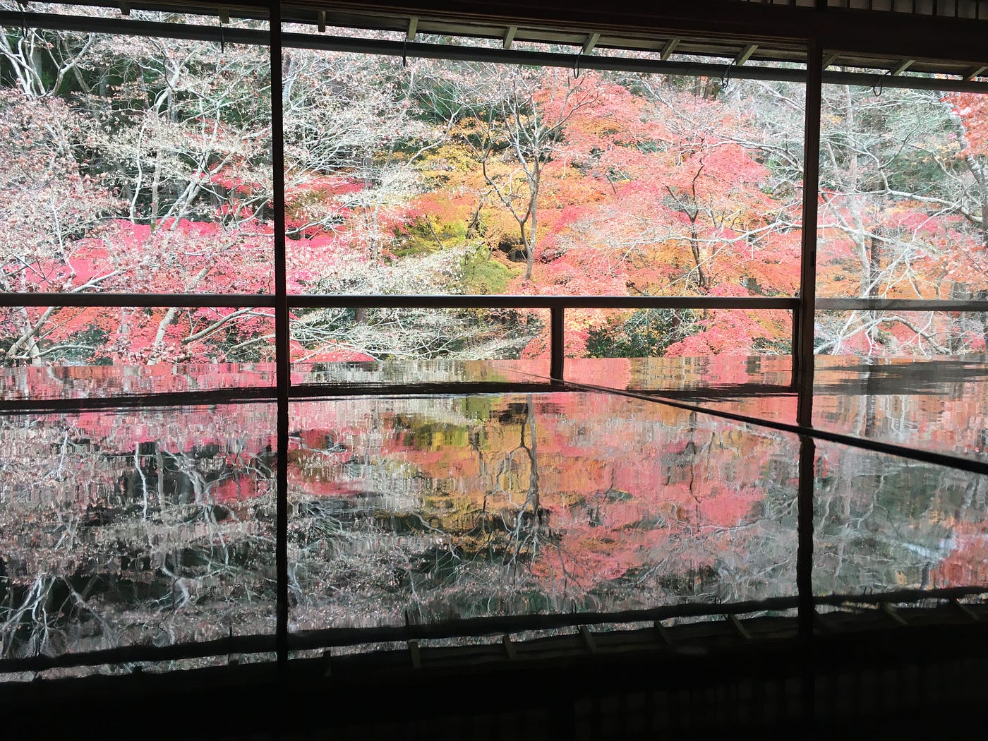 京都秋楓 琉璃光院的美景 Rurikoin In Autumn 一期一會 令和3年