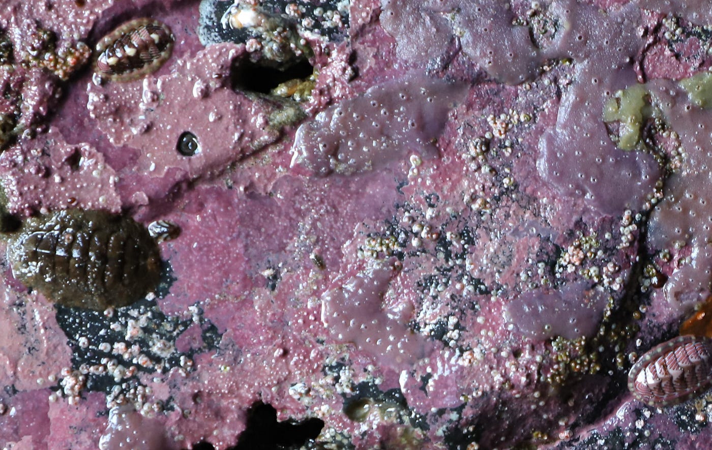 Purple algae and sponge with oval shaped chitons.
