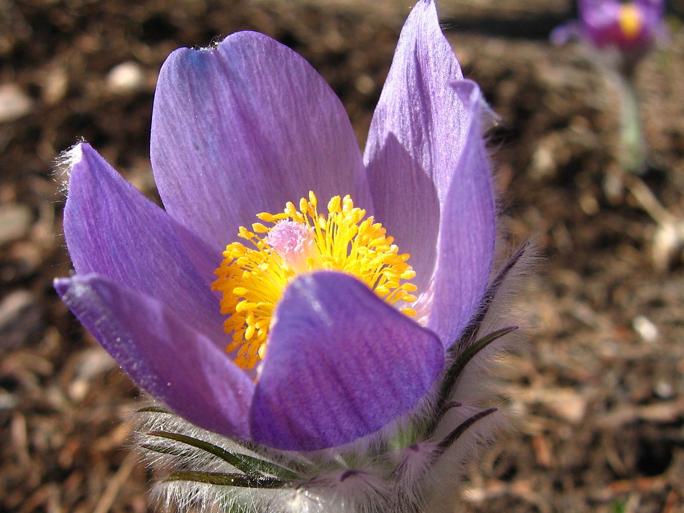 A purple pasqueflower.