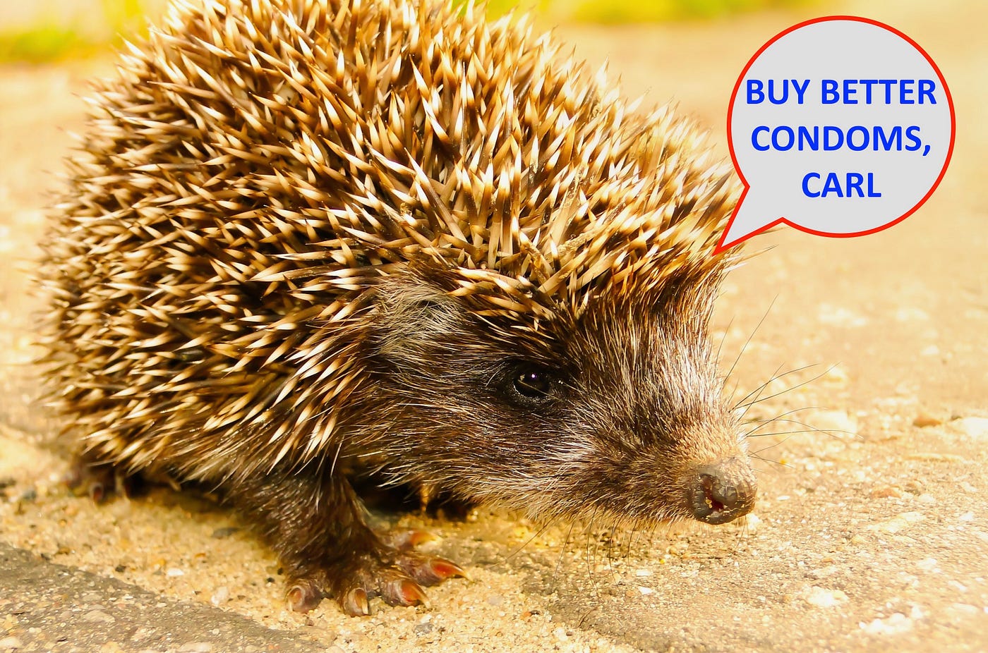 An annoyed female porcupine sports a text bubble saying, “BUY BETTER CONDOMS, CARL.”