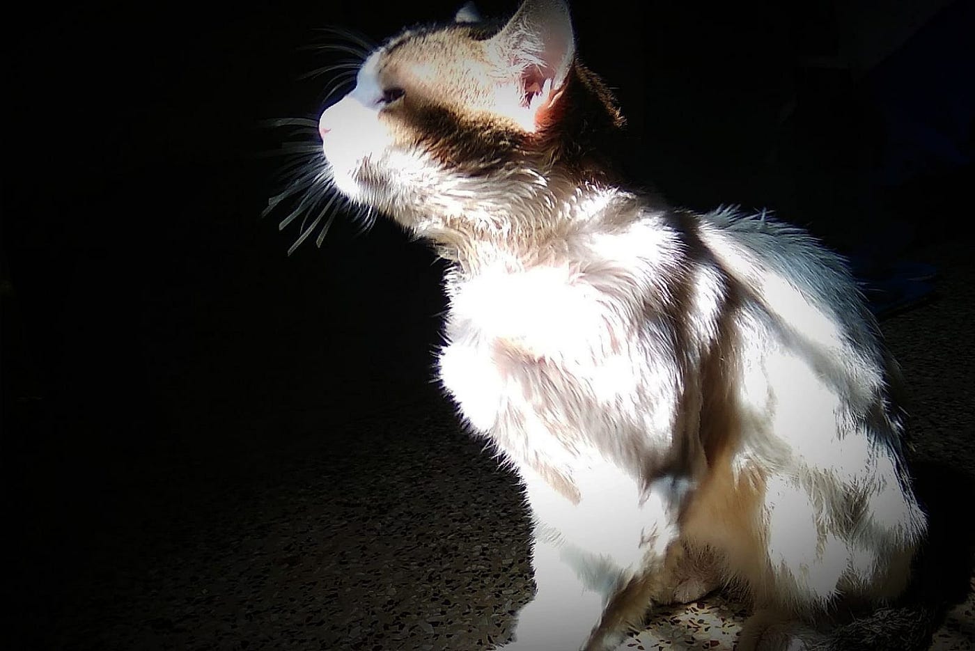 TukTuk — the King Cat