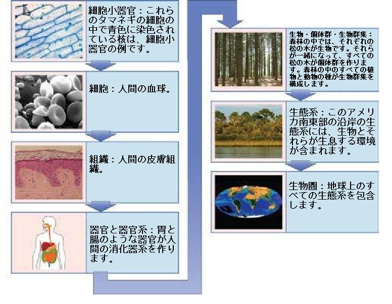 生物学 第2版 第1章 生命の研究 Japanese Translation Of Biology 2e By Better Late Than Never Medium