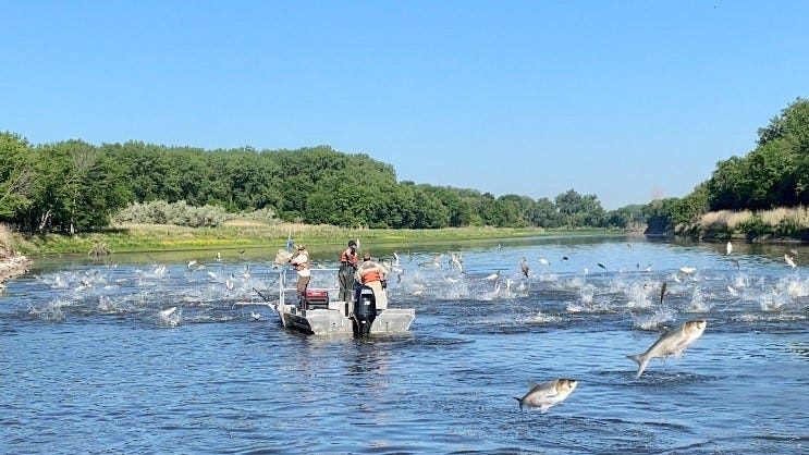 Men in a boat surrounded by multiple silver carp jumping out of water. Green trees and blue sky in background.