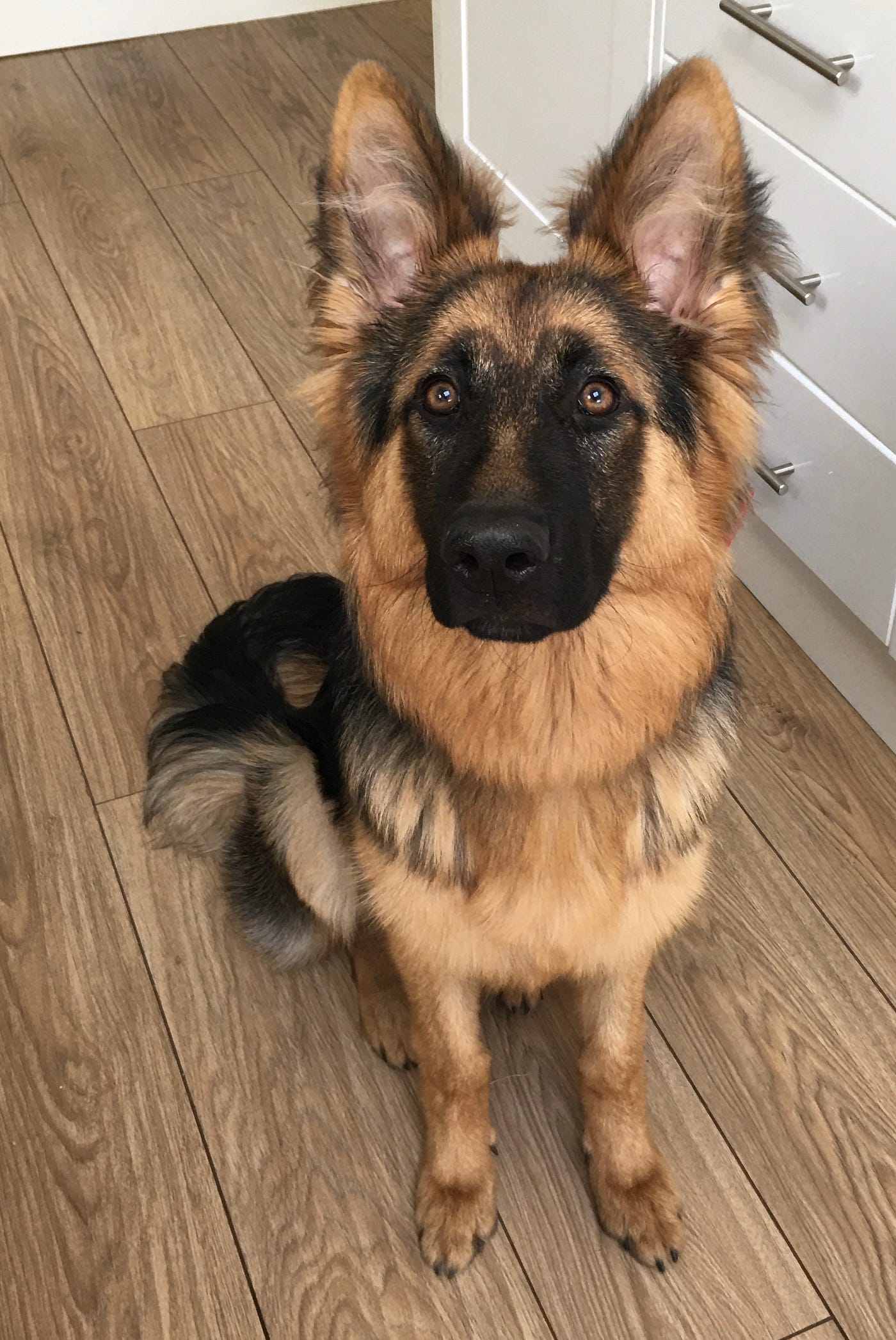 mary-donne-media-dog-teaches-facebook-ads