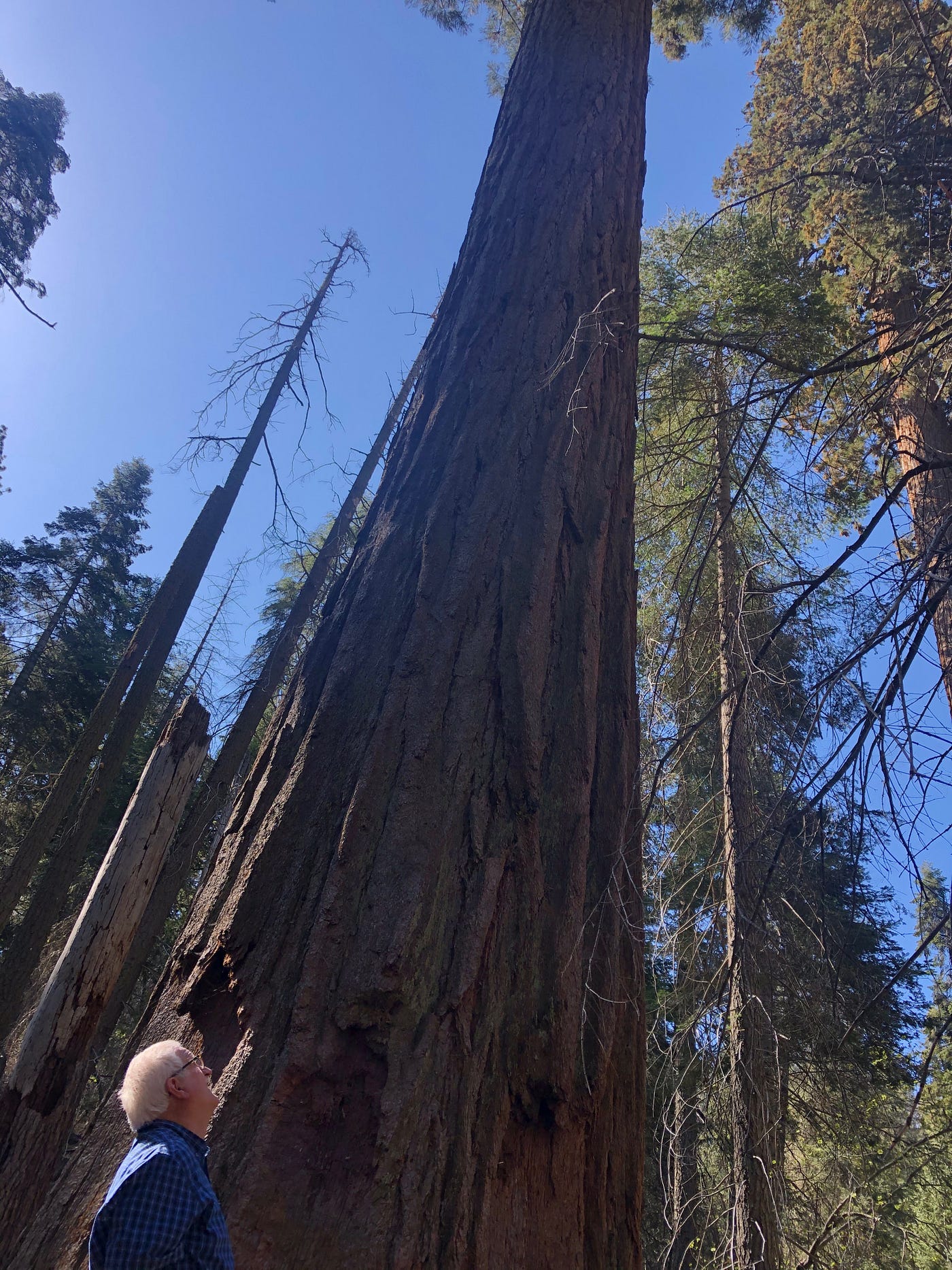 Travel, experience, trip, travelled, General Sherman tree