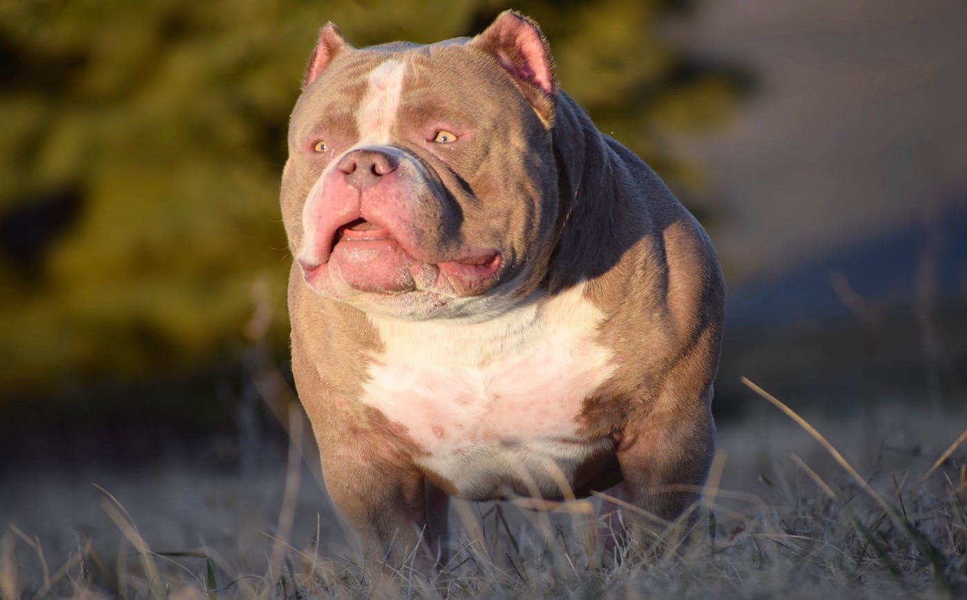 AMERICAN BULLY BREEDING: THE BEST POCKET BULLY PUPPIES FOR SALE | by BULLY  KING Magazine | BULLY KING Magazine | Medium