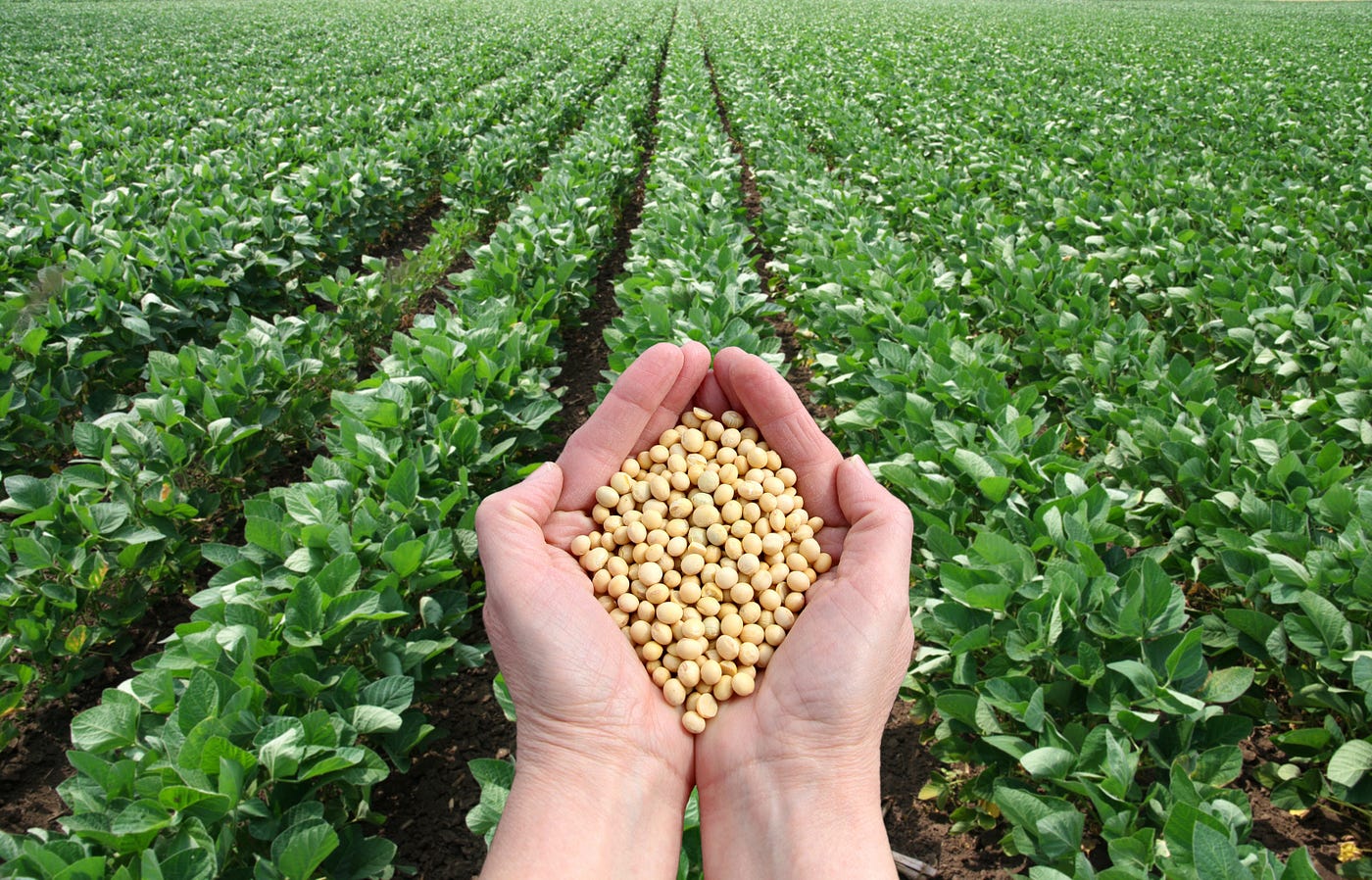 Why Soy Is The Perfect Plant Protein Says Doctor By Herbalife Nutrition Herbalife Nutrition Medium