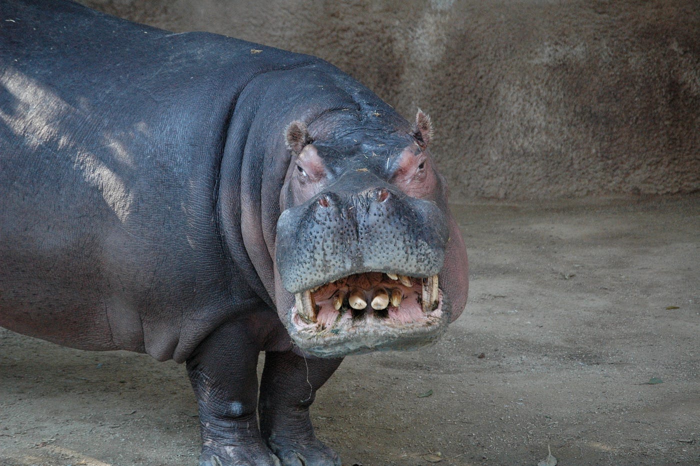 Hippo Fuck