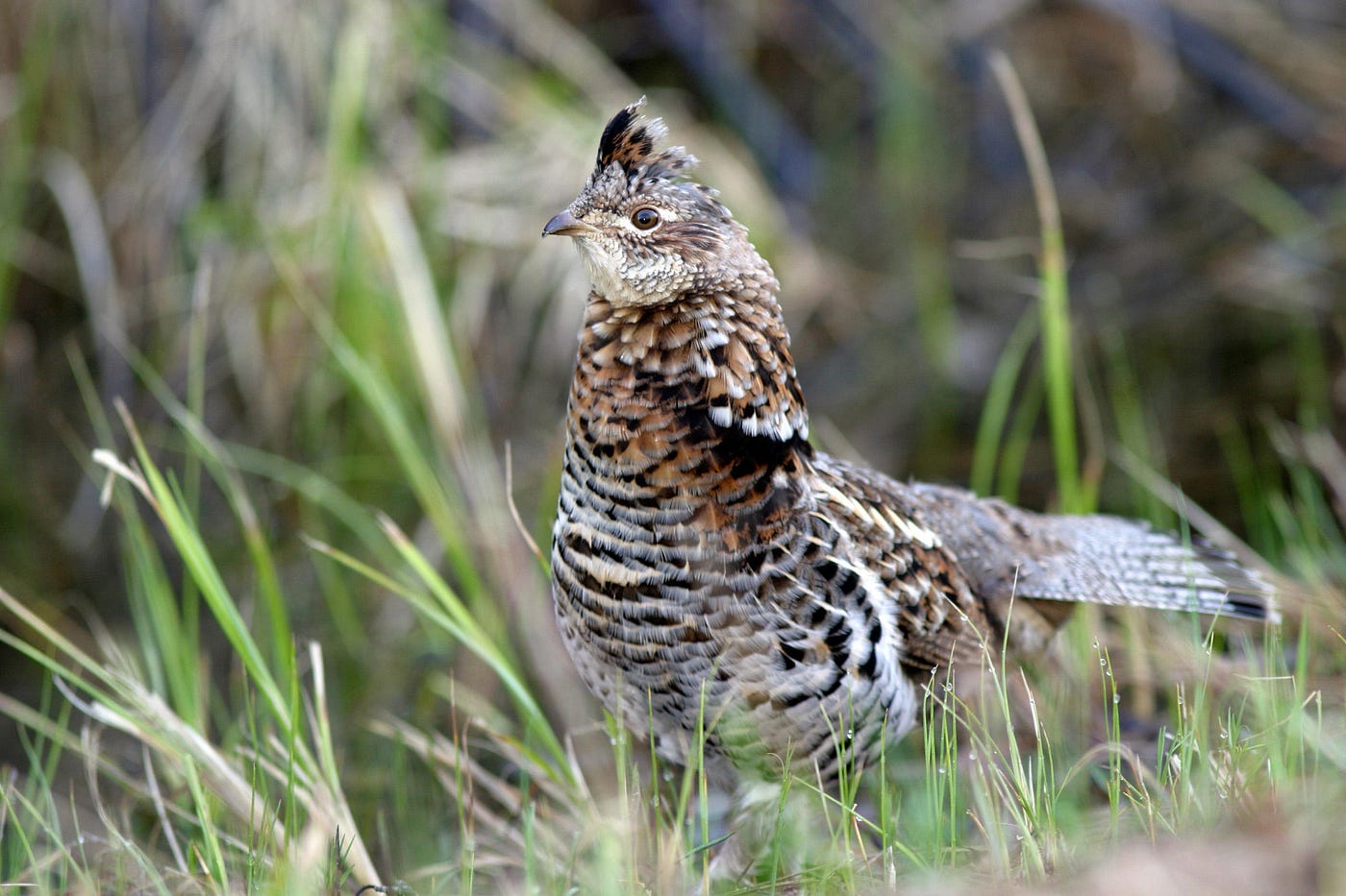 A ruffed grouse scans its surroundings.