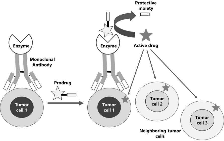 Antibody-directed Enzyme Prodrug Therapy or ADEPT (Part 9- mAbs) | by ...