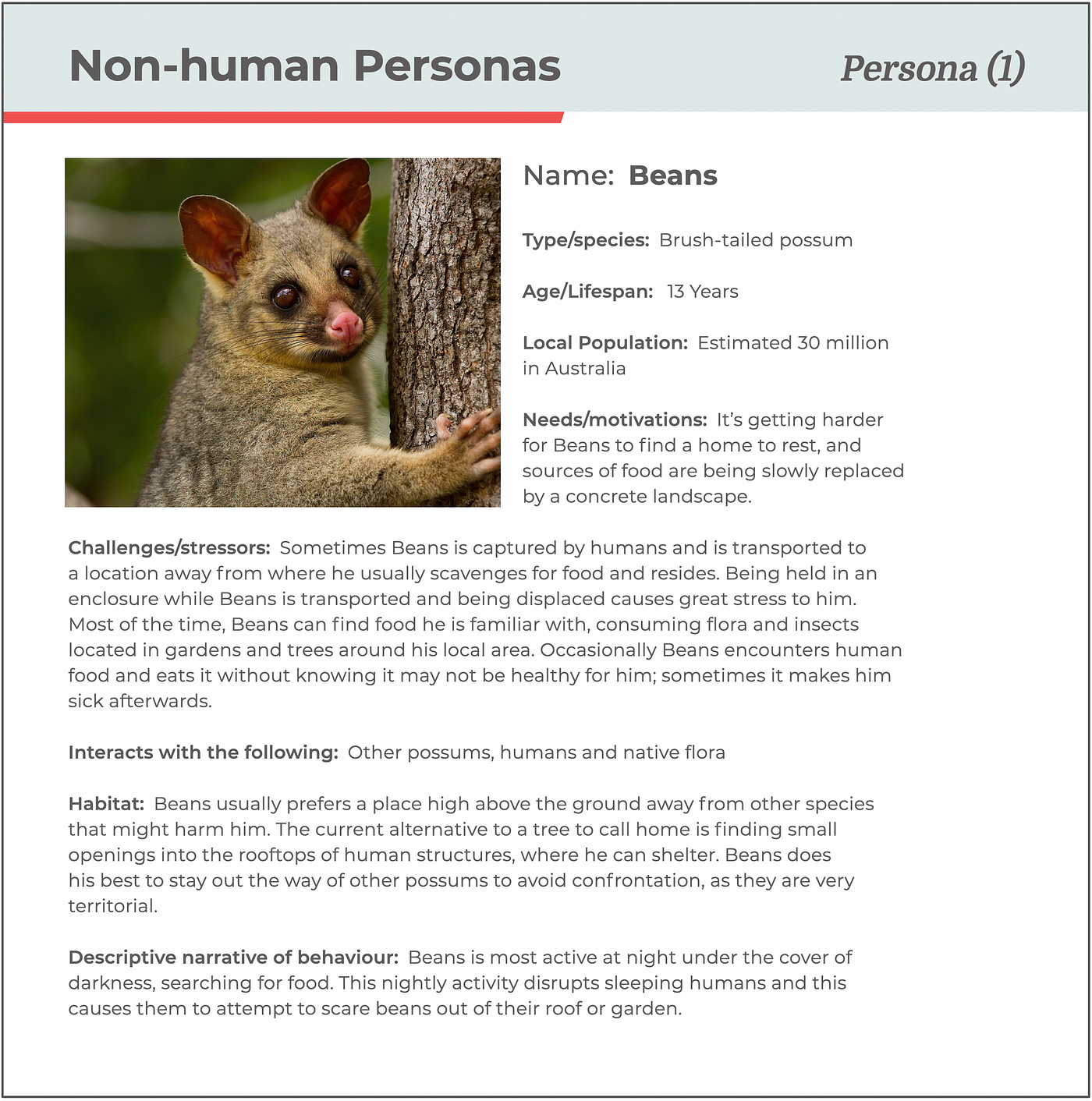 A filled-in example of a non-human persona created for Beans the possum, showing a photo of the possum and text entries for type/species, needs/motivations, challenges/stressors, interacts with the following, habitat, and a description of their behaviour.