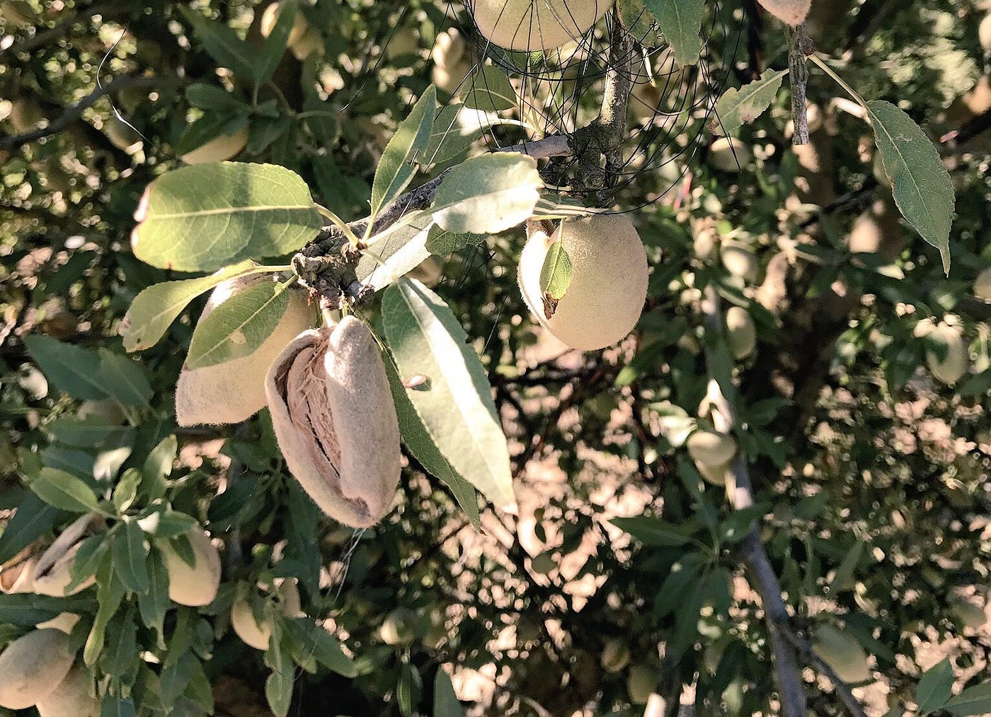 2017 Almond Yield Forecast 2017 Has Been The First Full Year Where 2017 Almond Yield Forecast 2017 Has Been The First Full Year Where