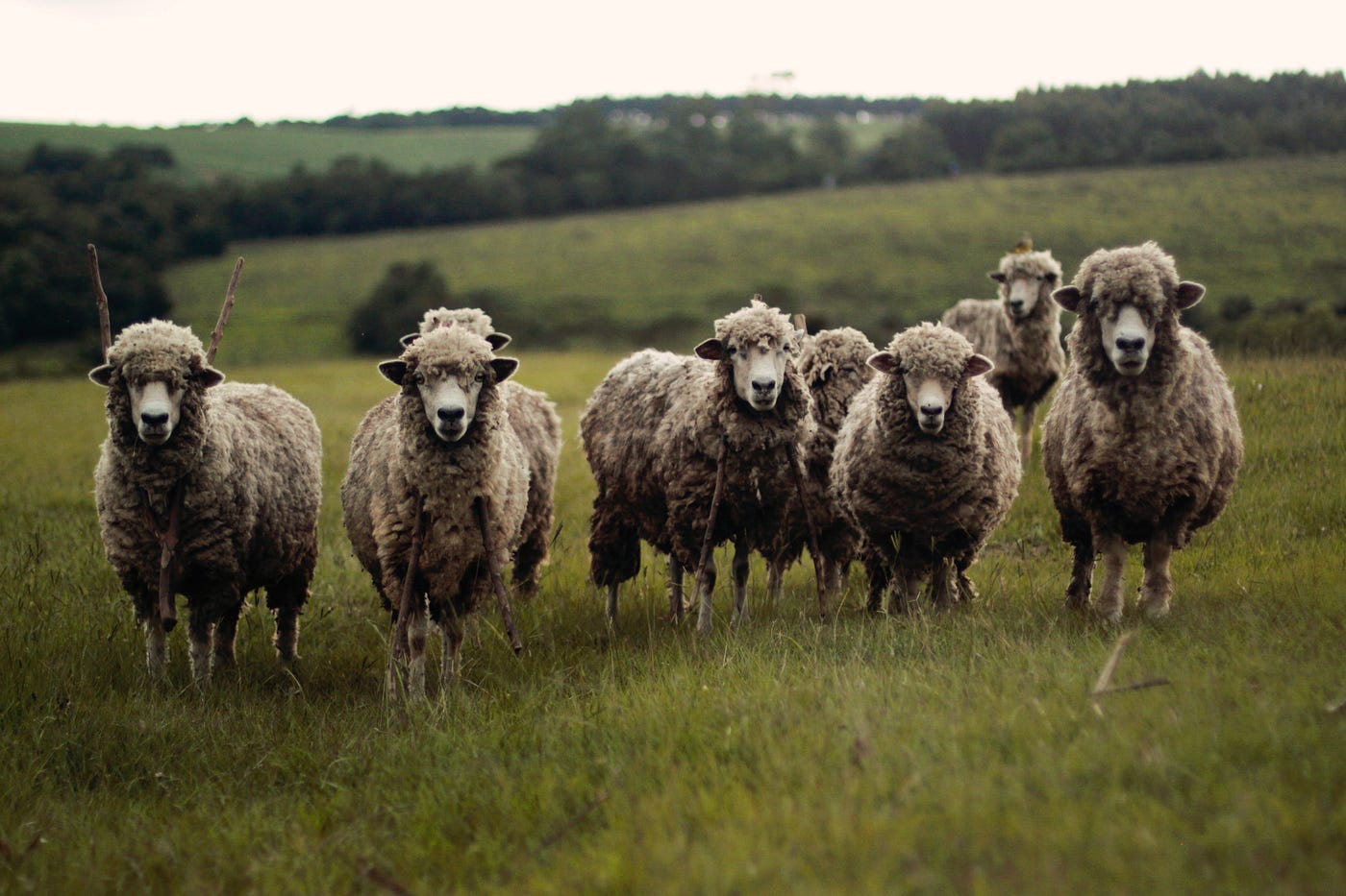 Sheep, Wolves, and Employee Motivation