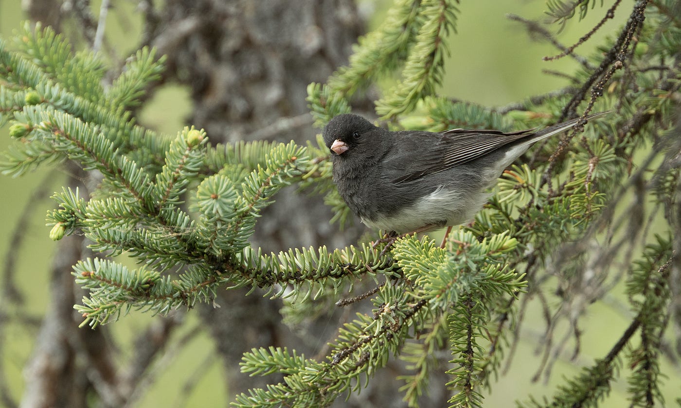 A small black and white bird standing on a coniferous tree branch.