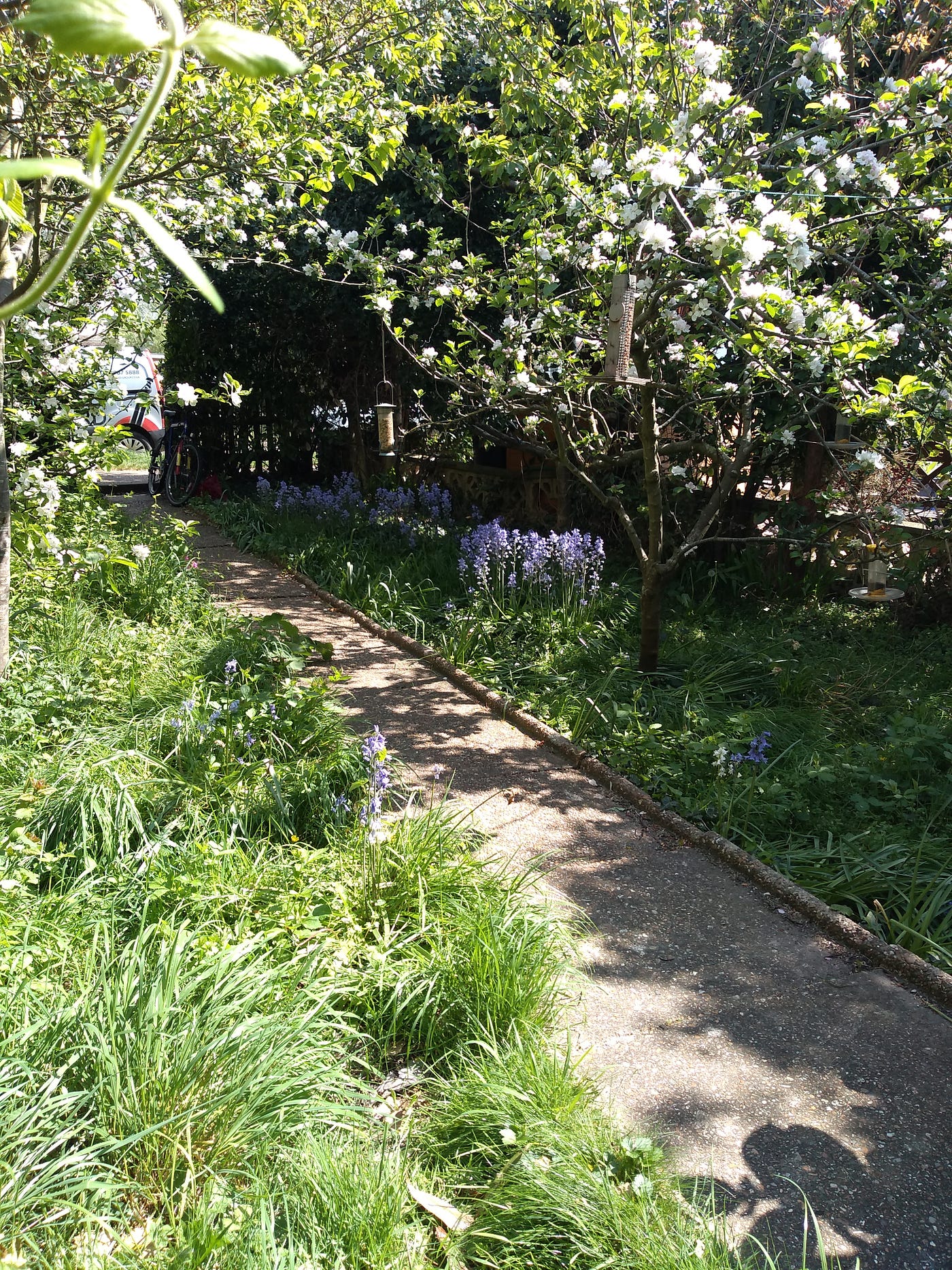 Photograph of wildlife garden