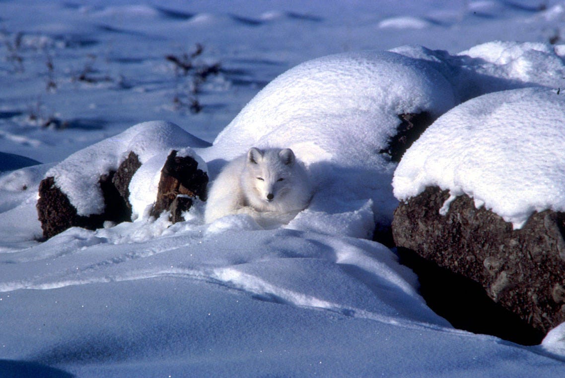 white fox curled up near rocks in snow