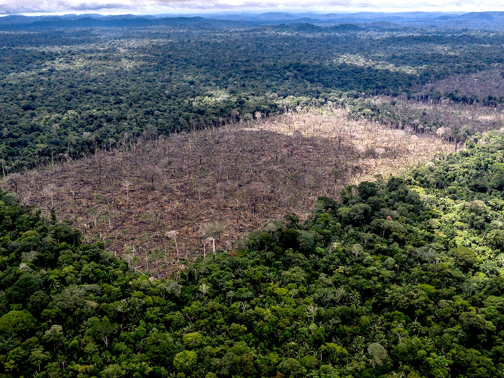 Amazon palm oil services