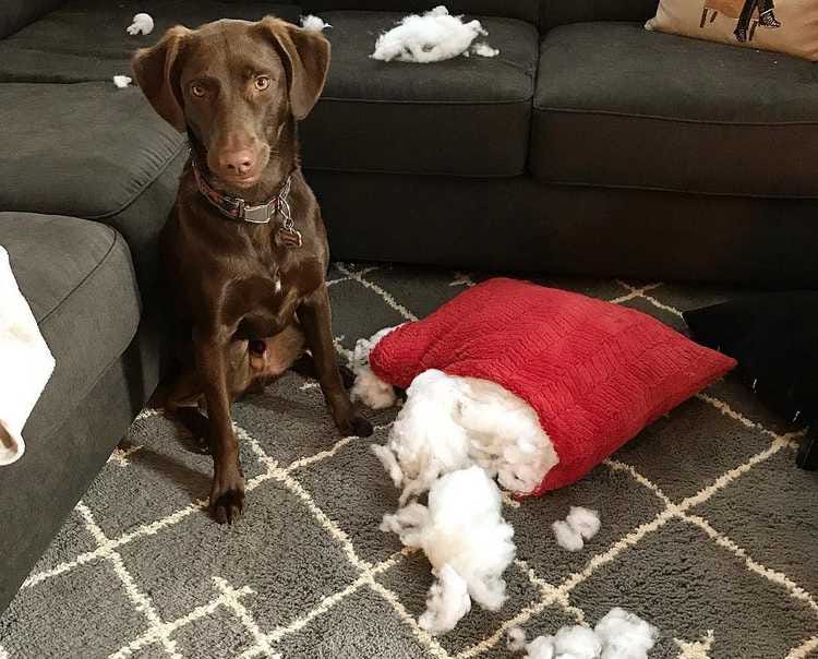 Tips to Stop your Dog Chewing Furniture When you Leave the House by