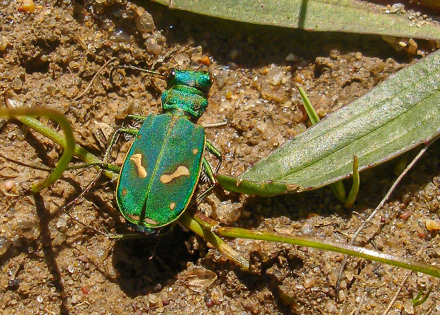 a vibrant emerald green beetle on the ground